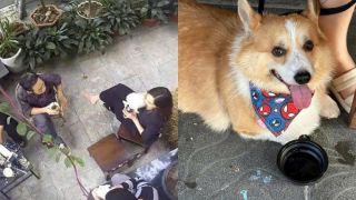 Vụ khách cho chó uống bằng cốc của người ở quán cà phê: Thái độ phản ứng của khách gây phẫn nộ