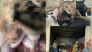 Cận cảnh kho chứa mèo đông lạnh ở Đồng Tháp và lời khai khó chấp nhận của nữ chủ quán