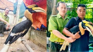 Chim lạ đặc biệt quý hiếm sà xuống xe máy người dân, đuổi cũng không chịu đi và cái kết bất ngờ