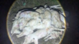 Rợn người bên trong ‘lò mổ tử thần’: Hàng trăm xác heo bệnh được đào lên, ‘phù phép’ rồi tuồn ra thị trường