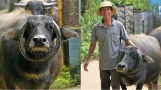 Chú trâu quý hiếm ‘trời ban’ có cặp sừng mọc ngược giúp lão nông Đà Nẵng mua được nhà, tậu được xe