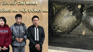Chuyện hy hữu: Công an làm việc vụ 4 anh em ruột rủ nhau ăn trộm rùa tại chùa Chiêm Phước mang bán