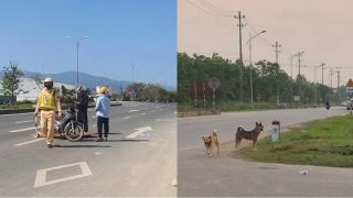 Khánh Hòa: Thả rông chó gây tai nạn chết người, người chủ đối diện án hình sự, hình phạt cực nặng?