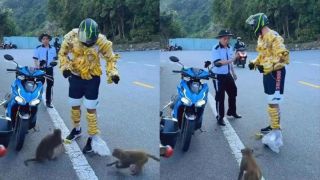 Clip du khách dùng chuối chọc ghẹo đàn khỉ ở Sơn Trà gây phẫn nộ: Ban quản lý vào cuộc khẩn