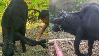 Cận cảnh con vật 6 chân kỳ lạ, khách trả gần 1 tỷ đồng chủ nhân vẫn lắc đầu, vì sao?