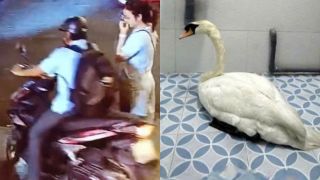 Vụ thiên nga Thảo Cầm Viên Sài Gòn bị mất: Lộ diện danh tính kẻ trộm từ manh mối một chiếc kìm sắt 