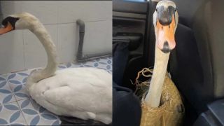 Tình trạng sức khoẻ thiên nga trắng sau vụ mất trộm: Lý do Thảo Cầm Viên phải cách ly, theo dõi đặc biệt?