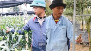 Vườn ly, hồng cổ bán Tết bị chặt phá ngay trước ngày thu hoạch, người dân bật khóc khi năm mới gần kề