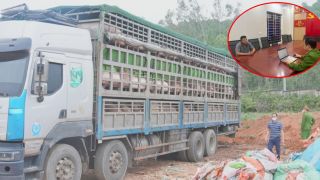 Tạm giữ ô tô chở hơn 15 tấn heo nhiễm dịch tả lợn châu Phi, lời khai hé lộ địa điểm thu mua 