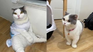 Danh tính người đàn ông đe dọa cô gái bị mất mèo cưng, không chuyển 7,5 triệu sẽ xẻ thịt cho xem