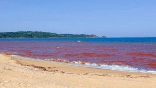 Hơn 1km nước biển chuyển thành màu nâu đỏ ở Gia Lai: Cơ quan chức năng vào cuộc xác minh