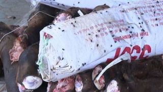 Kiểm tra 2 kho lạnh ở Thanh Hóa: Phát hiện gần 6 tấn đuôi, chân trâu bò bốc mùi khó chịu