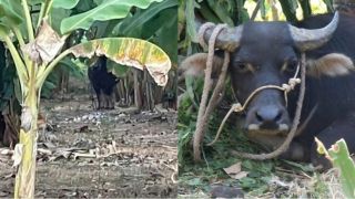 ‘Trâu điên’ ở Quảng Trị húc 2 người bị thương rồi ‘vượt biên’ sang Lào, ai sẽ là người chịu trách nhiệm?