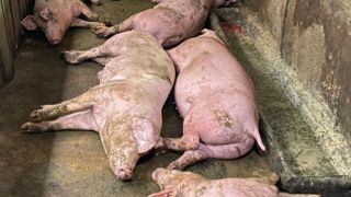 Sau khi phanh phui đường dây lợn bệnh quy mô lớn: Thủ tướng yêu cầu Bộ Công an xử lý nóng