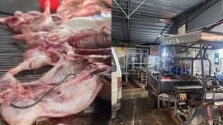 Vụ 300 tấn thịt lợn bệnh tràn vào trường học: Công ty Suất ăn Công nghiệp Hà Nội lên tiếng kêu oan