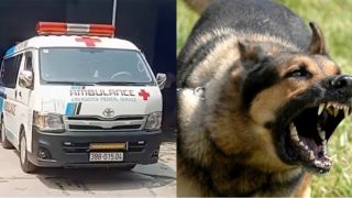 Hà Tĩnh: Nguồn cơn vụ ông lão 83 tuổi bị chó nhà cắn tử vong, trích xuất camera ghi lại gì?