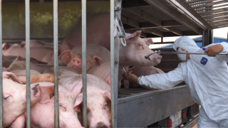 Nhận chở thuê đàn lợn, tài xế tá hỏa khi toàn bộ nhiễm dịch tả lợn châu Phi