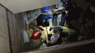 Gia Lai: Tình hình sức khỏe người phụ nữ rơi xuống khe hở cao 2,5m giữa hai làn đường do mải livestream