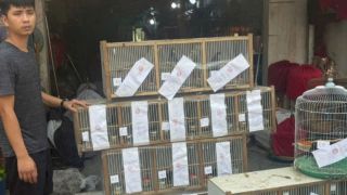 Khởi tố chủ cơ sở nuôi nhốt 20 cá thể chim quý hiếm trái phép để kinh doanh, từng vi phạm trước đó