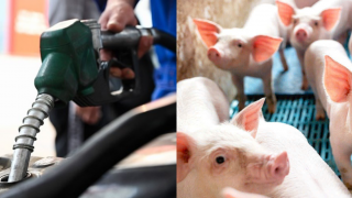 Giá xăng dầu hôm nay dự báo tăng lại theo mức nào? Giá heo hơi 29/4 diễn biến đáng mừng trên cả nước