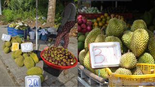 Sầu riêng miền Tây rớt giá chưa từng có còn 20.000 đồng/kg, lý do sầu Phú Quốc vẫn cao gấp 3-4 lần