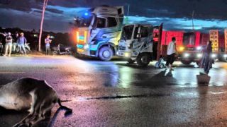 Hiện trường vụ nam sinh Đại học Luật Hà Nội bị trâu thả rông đâm trúng, xe tải cán tử vong tại chỗ