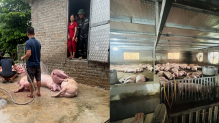 Mất trắng đàn lợn 300 con chỉ sau một đêm, vợ chồng chủ trại nhận 'phép màu' từ nhiều người xa lạ