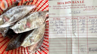Lý do chủ bè nổi ở Nha Trang bán cá bò hòm 2,9 triệu đồng/kg bị xử phạt hơn 20 triệu đồng
