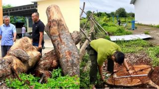 Diễn biến mới vụ hàng xà cừ ở trụ sở xã bị cưa hạ bất thường: Gỗ tại hiện trường không trùng gốc cây