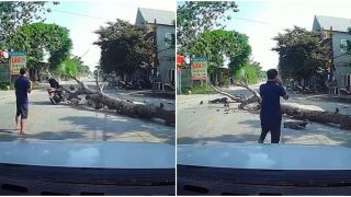 Clip cưa cây đổ đè trúng xe máy khiến người điều khiển ngã ra đường bất tỉnh