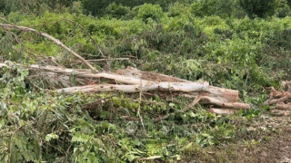Rủ người quen cưa cây trong vườn, người đàn ông bị cây đè tử vong: Lý do nạn nhân bị cây đè trúng