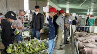 Heo ăn chuối từng là niềm kỳ vọng của bầu Đức hiện tại ra sao?
