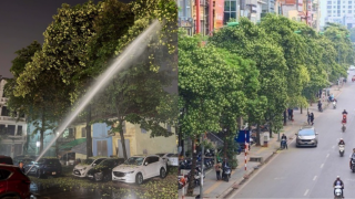Hà Nội thông tin về phương án xử lý cây hoa sữa gây ảnh hưởng đến người dân