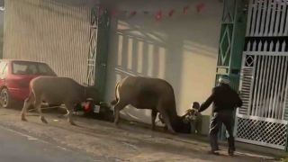 Trâu mẹ bất ngờ húc chủ bất tỉnh, lao vào đám cưới ở Lâm Đồng khiến 6 người bị thương