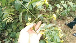 Thông tin chú ý vụ học sinh rủ nhau ăn lá ngón ở Đà Nẵng: 1 em tử vong, 4 người còn lại ra sao?