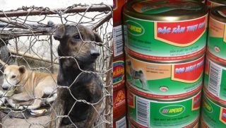 Sự thật chuyện thịt chó đóng hộp được sản xuất tại Ninh Bình