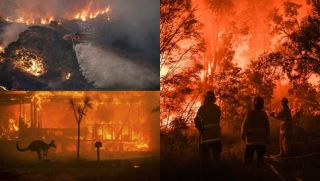 MC Phan Anh và nhiều sao Việt lên tiếng về vụ cháy rừng ở Úc