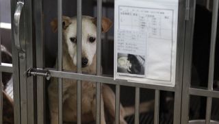 Giết hại và ăn thịt chó, nhóm khách Việt bị ngồi tù và phạt 770 triệu
