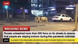 Thực hư tin Nga thả 500 con sư tử ra phố để người dân ở nhà tránh dịch COVID-19?