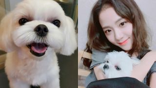 Jisoo được Dior 'sủng lên trời': Đến chó cưng của nàng đại sứ cũng có quà đắt đỏ vào ngày sinh nhật