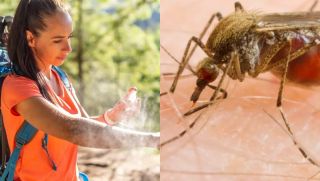 Nhà khoa học vén màn lý do khiến bạn bị hay muỗi đốt hơn nhiều người khác!