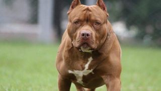 Sau nhiều vụ Pitbull cắn người gây thương vong, Bộ NN-PTNT trả lời đề xuất cấm nuôi chó dữ
