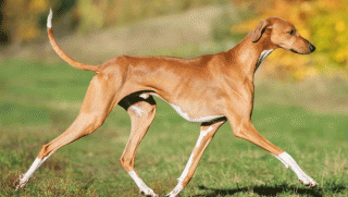 5 giống chó đắt nhất trên thế giới: Giống Samoyed có giá lên đến 253 triệu đồng/con