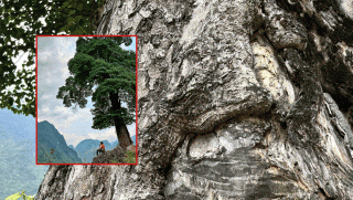 ‘Cây cô đơn’ đẹp nhất ở Việt Nam: Có tuổi đời nhiều thế kỷ, thân cây rộng 5 người ôm không hết