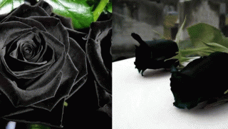 Quốc gia duy nhất trên thế giới có hoa hồng đen: Nở rộ vào mùa hè, số lượng cực kỳ ít ỏi