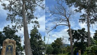 Một cây di sản hàng trăm tuổi tại tỉnh Khánh Hòa bất ngờ bị chết