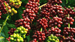 Tỉnh được mệnh danh là thủ phủ cà phê của Việt Nam, có hồ nước ngọt tự nhiên lớn thứ 2 cả nước