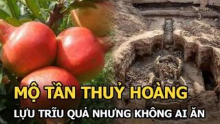 Giải mã bí ẩn: Giữa lăng mộ Tần Thủy Hoàng mọc lên 1 cây xanh, sự thật đằng sau khiến ai cũng choáng