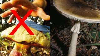 Loài nấm tử thần độc nhất thế giới: Chiếm 90% vụ tử vong do nấm độc, bề ngoài cực dễ bị đánh lừa 