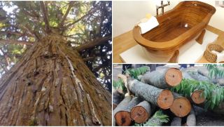 Những chiếc bồn tắm làm bằng gỗ quý là 'ngọc' của rừng: Có tác dụng chữa bệnh, được đại gia săn tìm